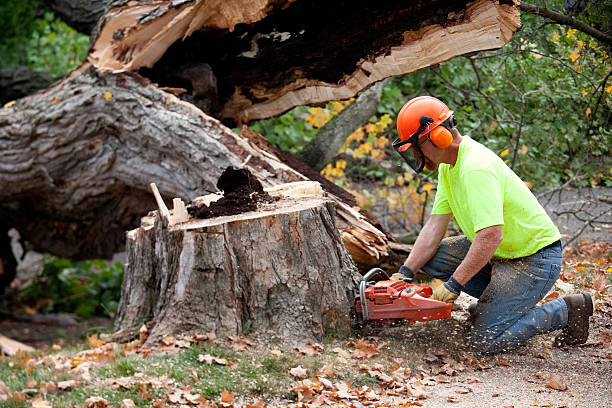 Best Lot and Land Clearing  in Madison, WI