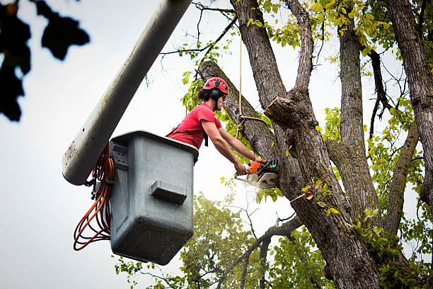 Best Hedge Trimming  in Madison, WI